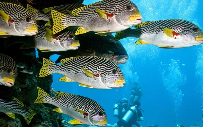 Blue Dive, Port Douglas, QLD