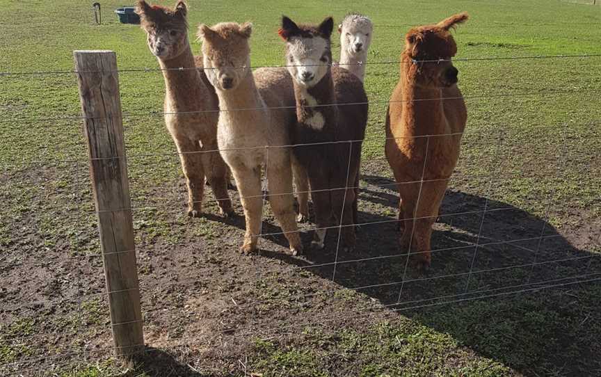 Alpaca walks in the Barossa, Cromer, SA