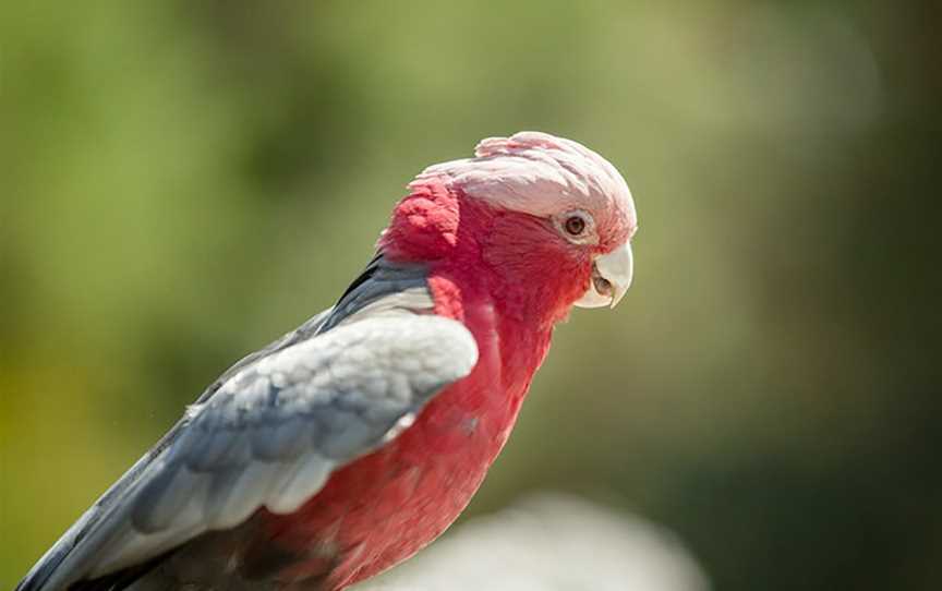 VIP Sanctuary Tour at Healesville Sanctuary, Healesville, VIC