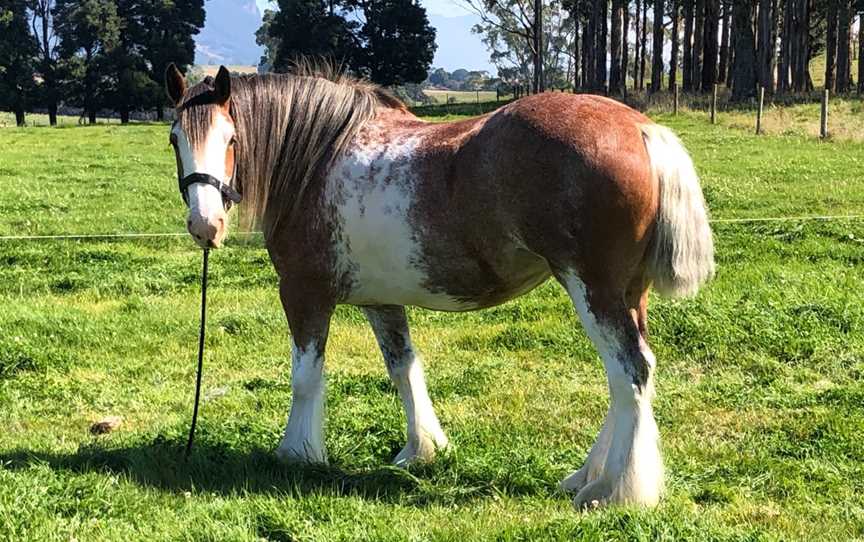 Almost Heaven Clydesdales, Sheffield, TAS