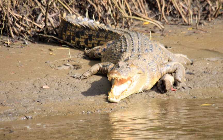 Daintree Discovery Tours, Port Douglas, QLD