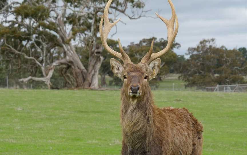 The Spirit of the Stag - Deer Farm Tours by Hahndorf Venison, Highland Valley, SA