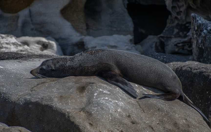 Sydney Sea Safari, Point Piper, NSW