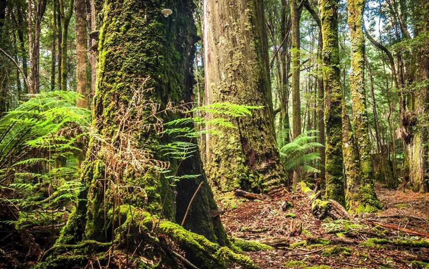 Tarkine Wilderness Walks, Wynyard, TAS