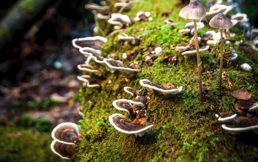 Tarkine Wilderness Walks, Wynyard, TAS