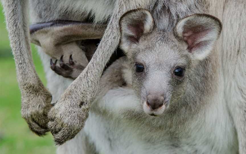 Autopia Tours - New South Wales, Alexandria, NSW