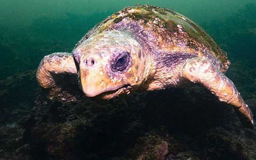 Forster Dive Centre, Forster, NSW