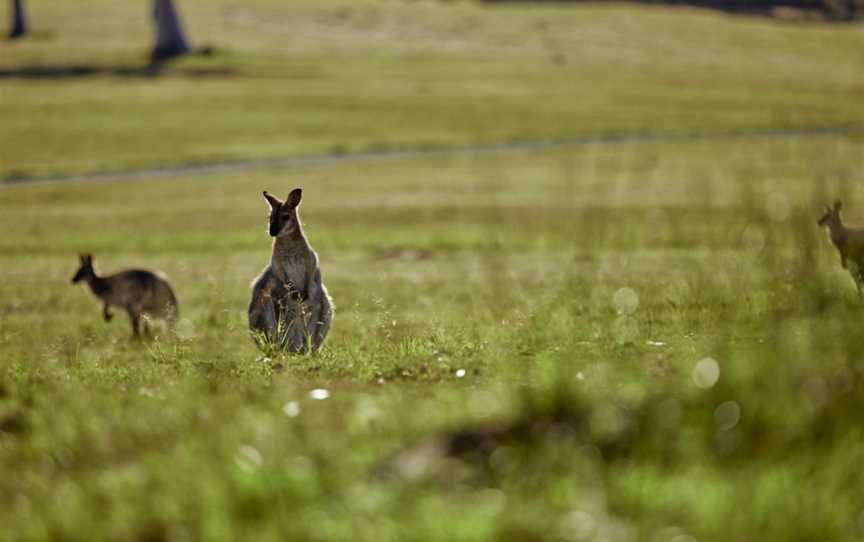 Sirromet Winery Tours, Mount Cotton, QLD