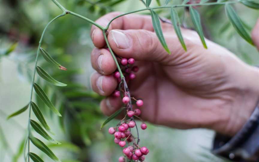 Foraging with Diego Bonetto, Lithgow, NSW