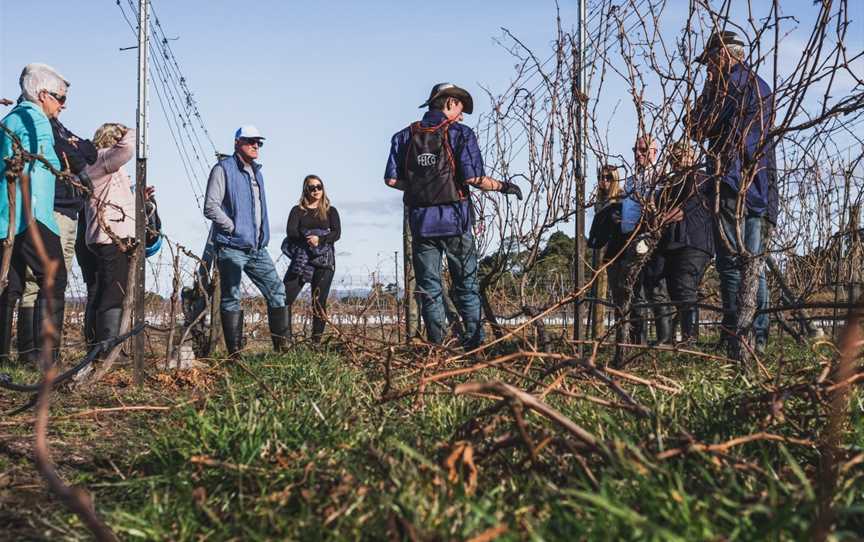 Craigie Knowe Vineyard Indulgent Tour, Cranbrook, TAS