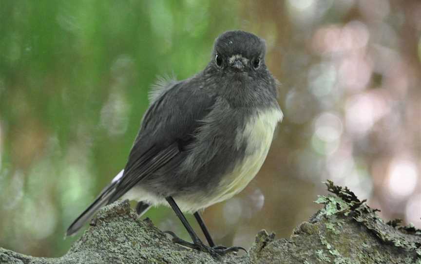 Beaks and Feathers, Stewart Island, New Zealand