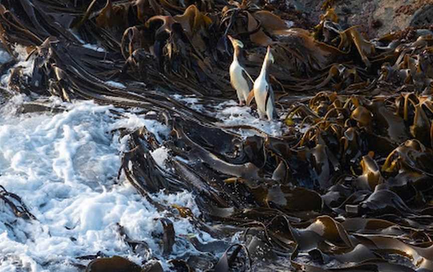 Catlins Scenic & Wildlife Tours, Benhar, New Zealand