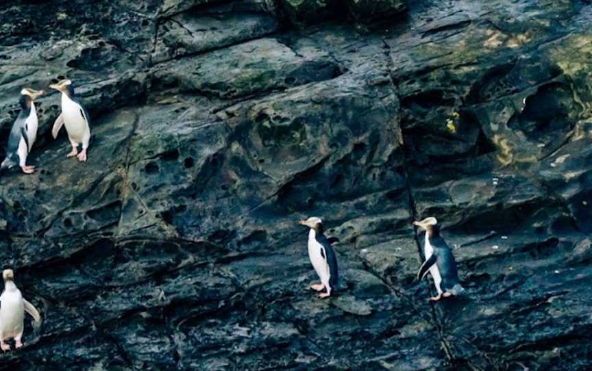 Catlins Tours, Owaka, New Zealand