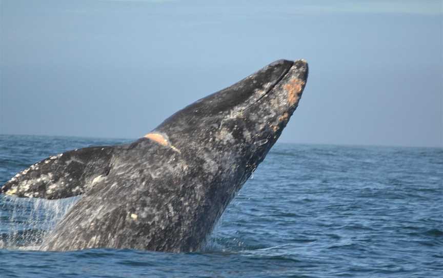 Chas'n Tail Charters, Waiheke Island, New Zealand