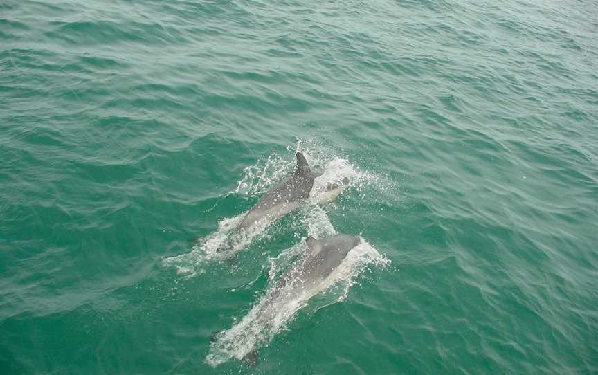 Dolphin Blue Tauranga, Tauranga, New Zealand