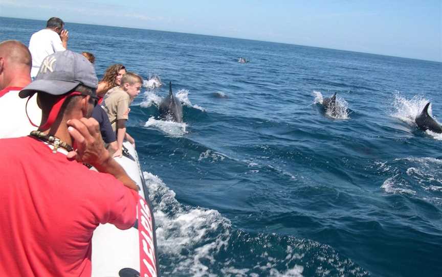 Dolphin Seafaris NZ, Mount Maunganui, New Zealand