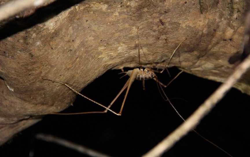 EcoValley Night Time Nature Tours, Kaitaia, New Zealand