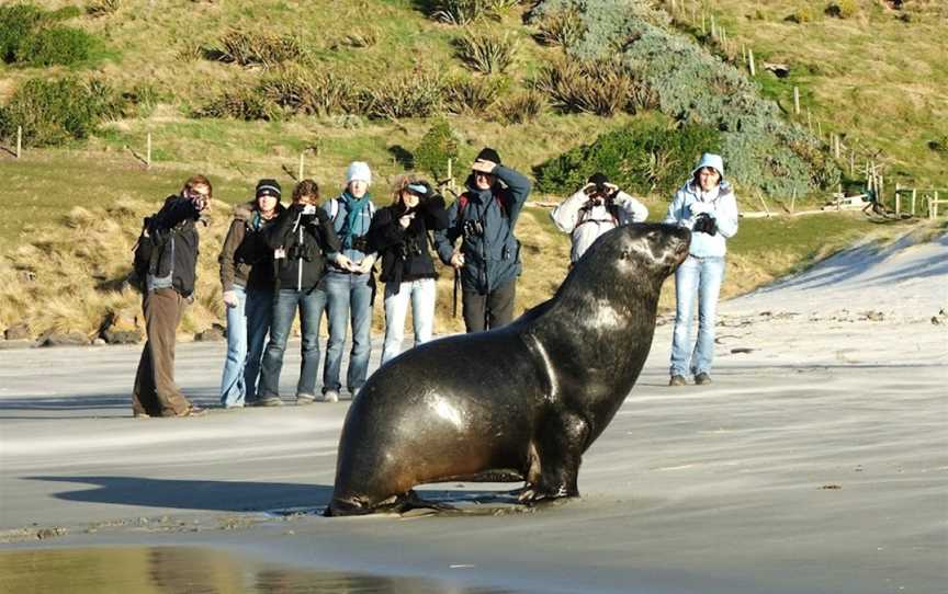 Elm Wildlife Tours, Dunedin, New Zealand