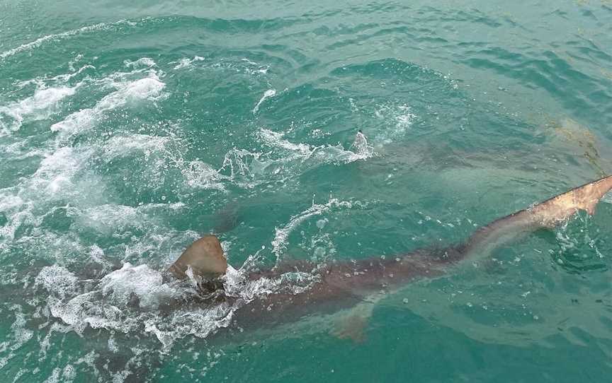 Fishing Waiheke - Day Tours, Waiheke Island, New Zealand