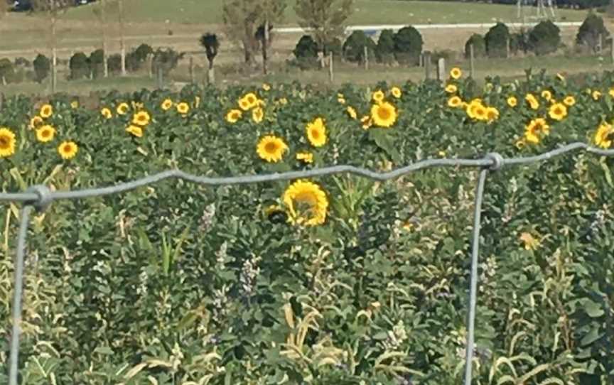 Geraldine Farm Tours, Geraldine, New Zealand