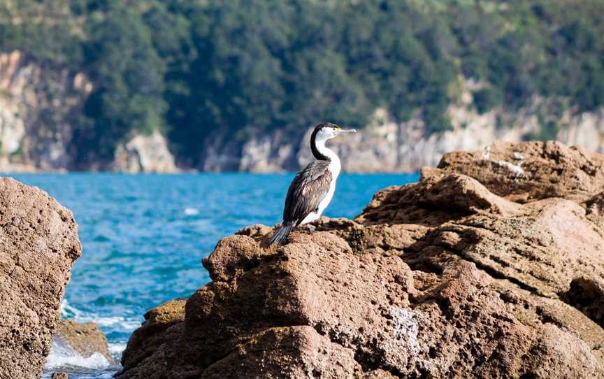 Hahei Explorer Cathedral Cove Boat Tour , Hahei, New Zealand