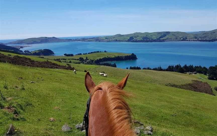 Hare Hill Horse Treks, Port Chalmers, New Zealand