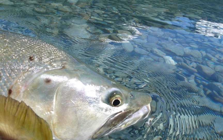 Hatch Fly Fishing, Wanaka, New Zealand