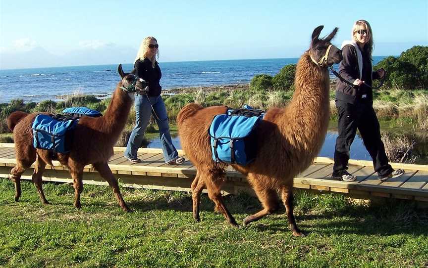 Kaikoura Llama Trekking, Kaikoura, New Zealand