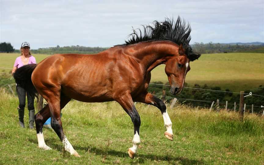 Kates Riding Centre, Kerikeri, New Zealand