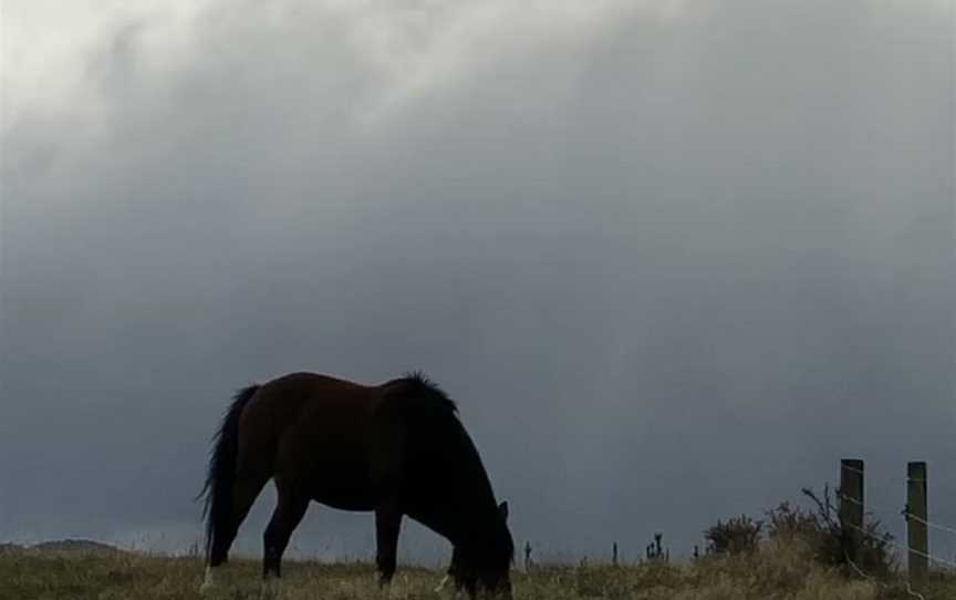 Kowhai Residential School of Riding ltd, Amberley, New Zealand