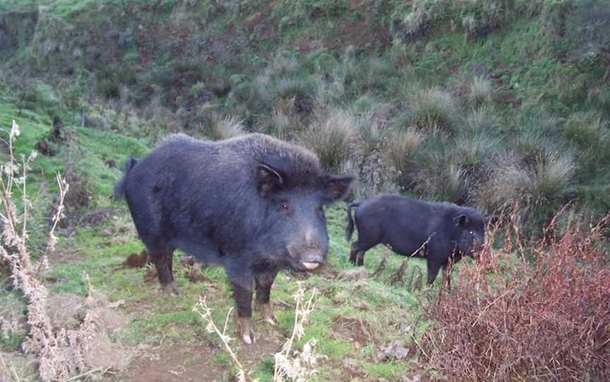 New Zealand Hunting Tours, Te Kuiti, New Zealand