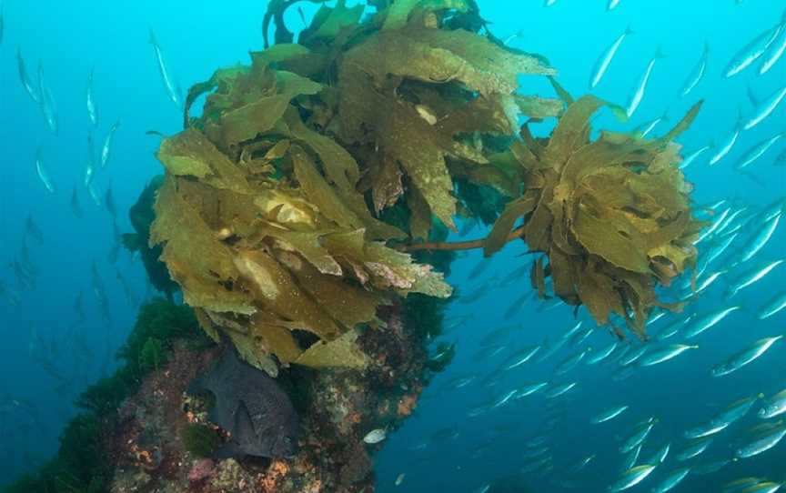 Poor Knights Dive & Snorkel with Dive Now, Whangarei, New Zealand