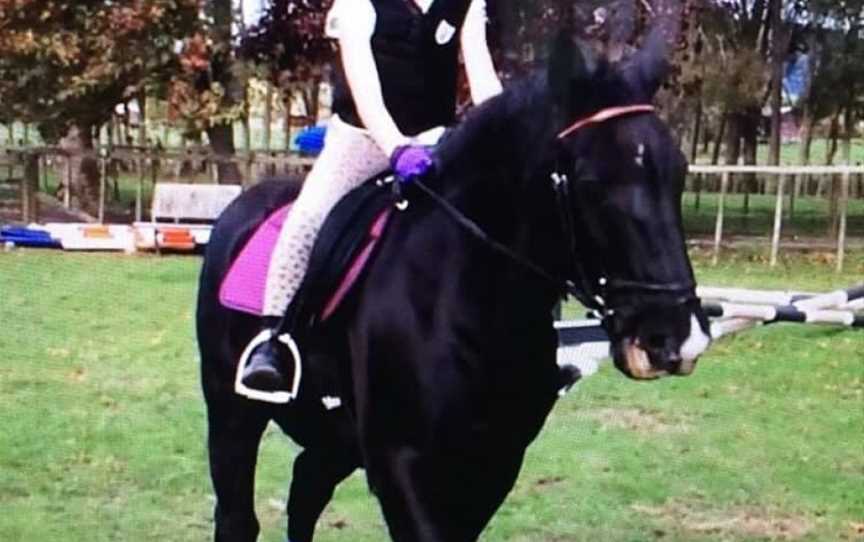 Pony Express NZ - Riding School, Ardmore, New Zealand