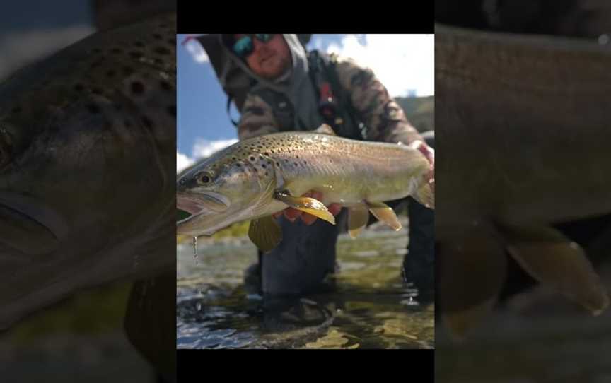 Trout Hunting NZ, Hilltop, New Zealand