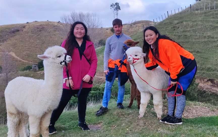 Walking with Alpacas, Paraparaumu, New Zealand