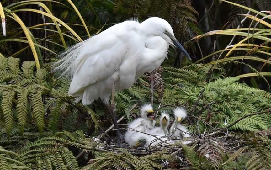 White Heron Sanctuary Tours, Whataroa, Whataroa, New Zealand