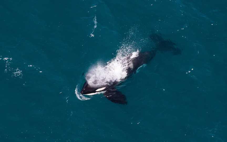 Wings Over Whales, Kaikoura, New Zealand