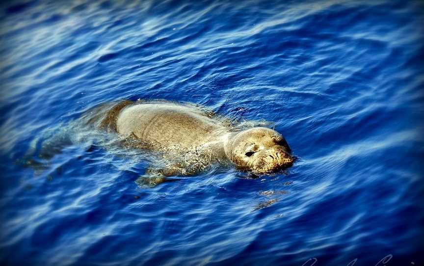 Ocean Groove Cruises, Auckland Central, New Zealand