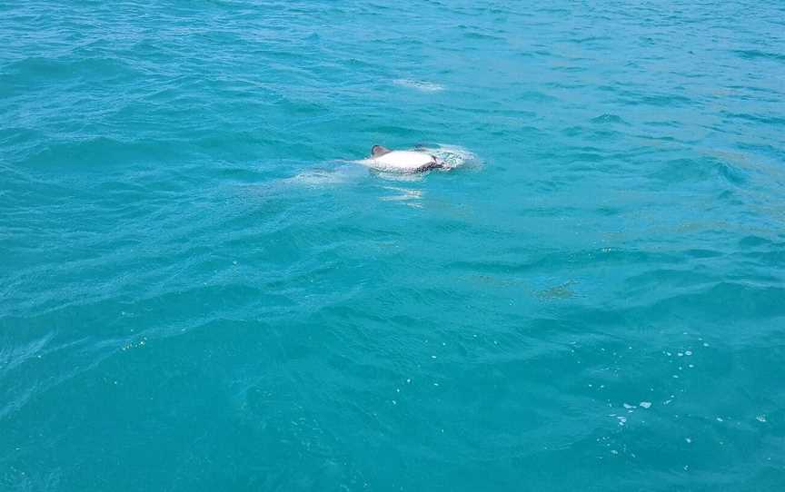 Onuku Farm Hostel Dolphin Swimming, Akaroa, New Zealand