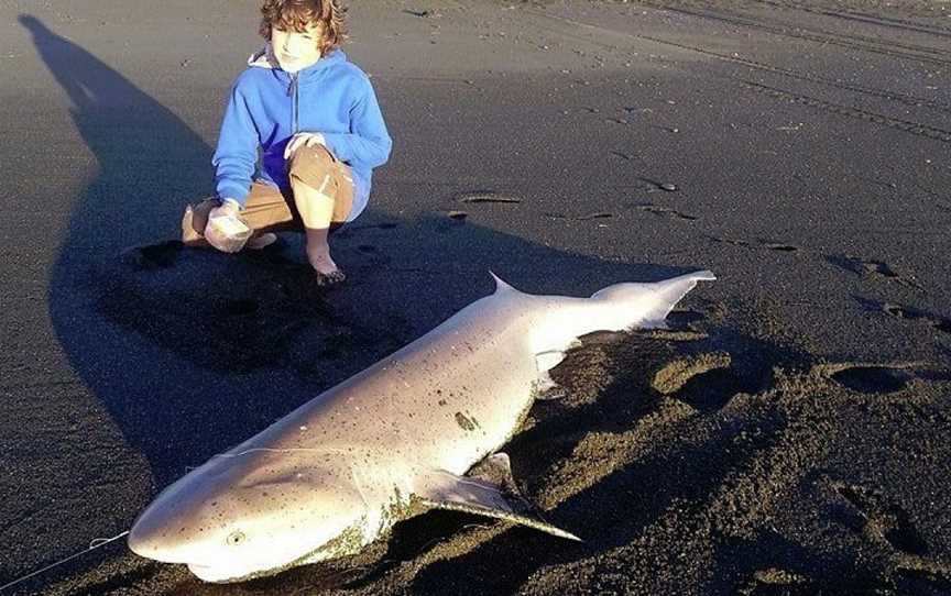 Pete Lamb Fishing, Kilbirnie, New Zealand