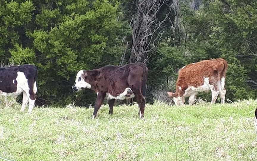 Peter and Xiaoli Tours, Awarua, New Zealand