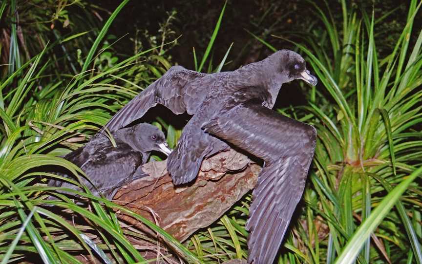 Petrel Colony Tours, Aickens, New Zealand