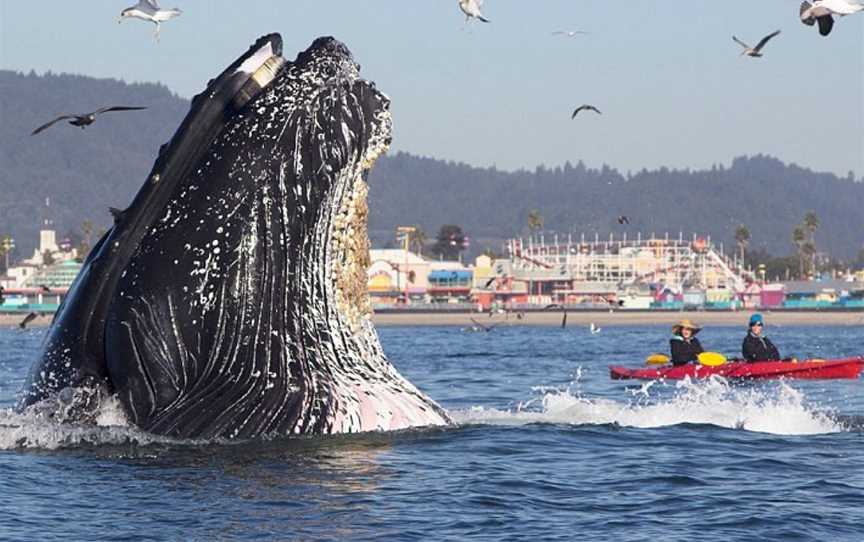 Port To Port Cruises And Wildlife Tours, Portobello, New Zealand