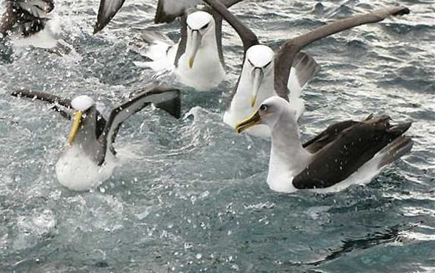 Stewart Island Experience, Bluff, New Zealand