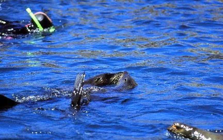 Seal Swim Kaikoura, Kaikoura, New Zealand