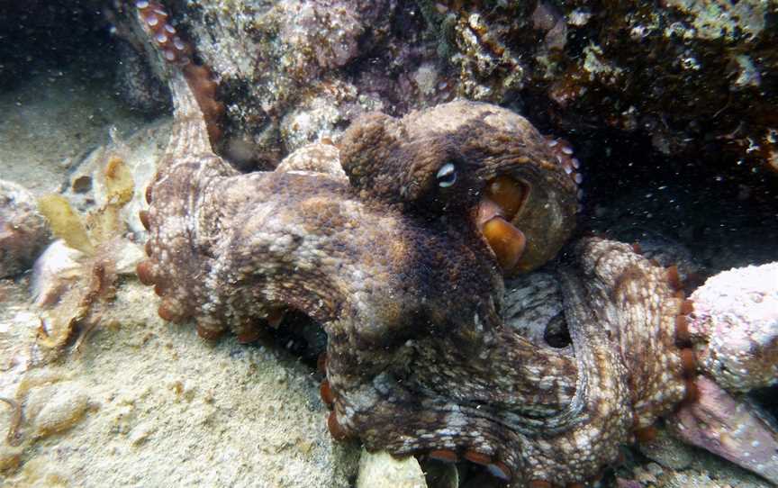 Waiheke Dive and Snorkel, Auckland, New Zealand