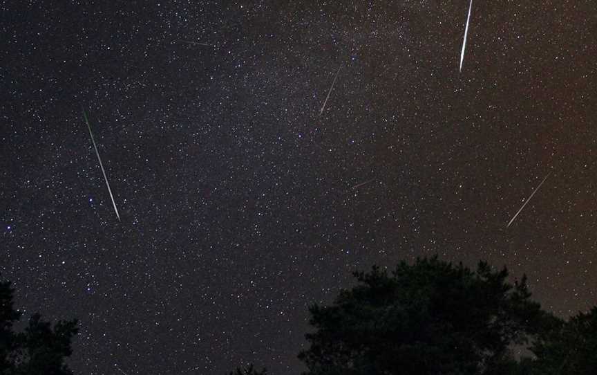 Nocturnal Wonders: Tawharanui Kiwi Spotting and Stargazing Tour, Tours in Tawharanui