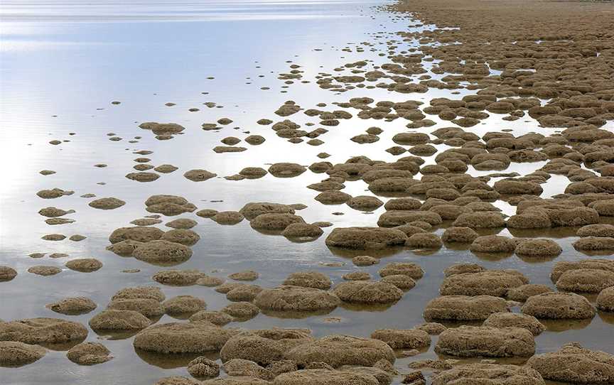 Lake Clifton SMC 2008.jpg