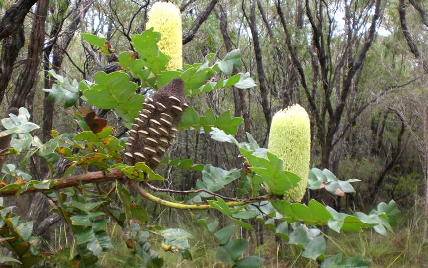 Banksia Torndirrup