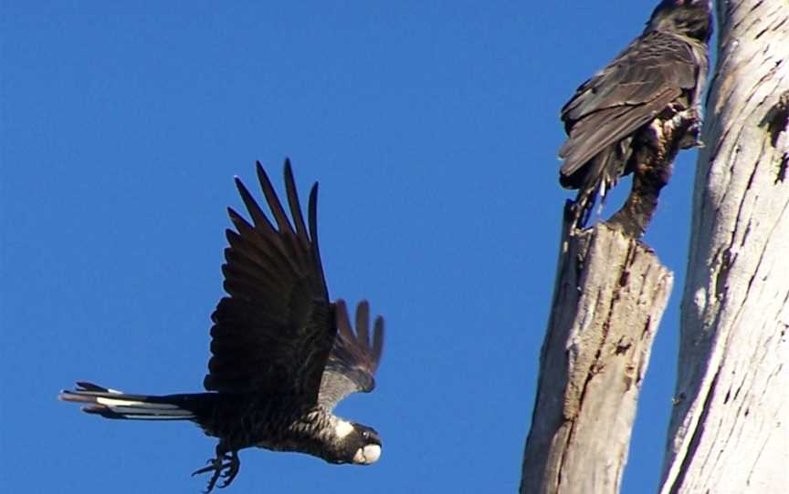 Pair of short-billed black cockatoos; one perched in a tree, the other flying towards it